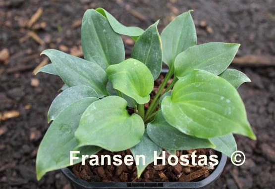 Hosta Minutini